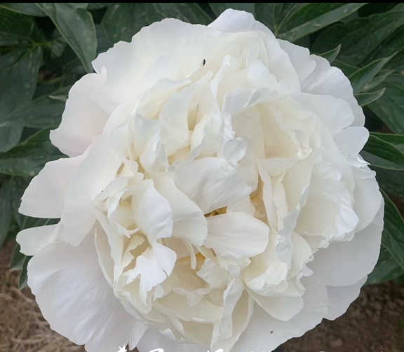 美國小姐芍藥鮮切花 荷蘭進口芍藥